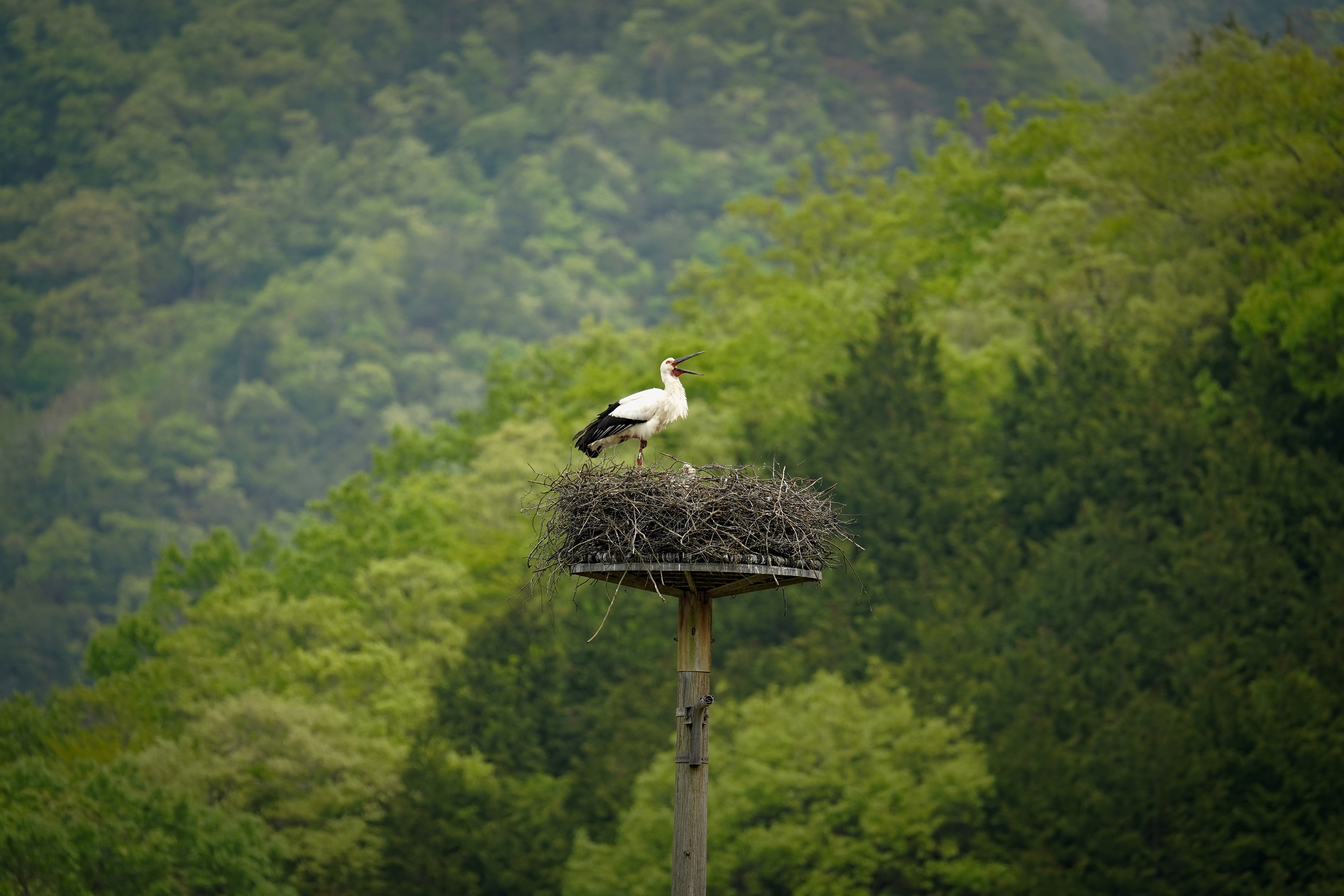 image cigogne dans un nid