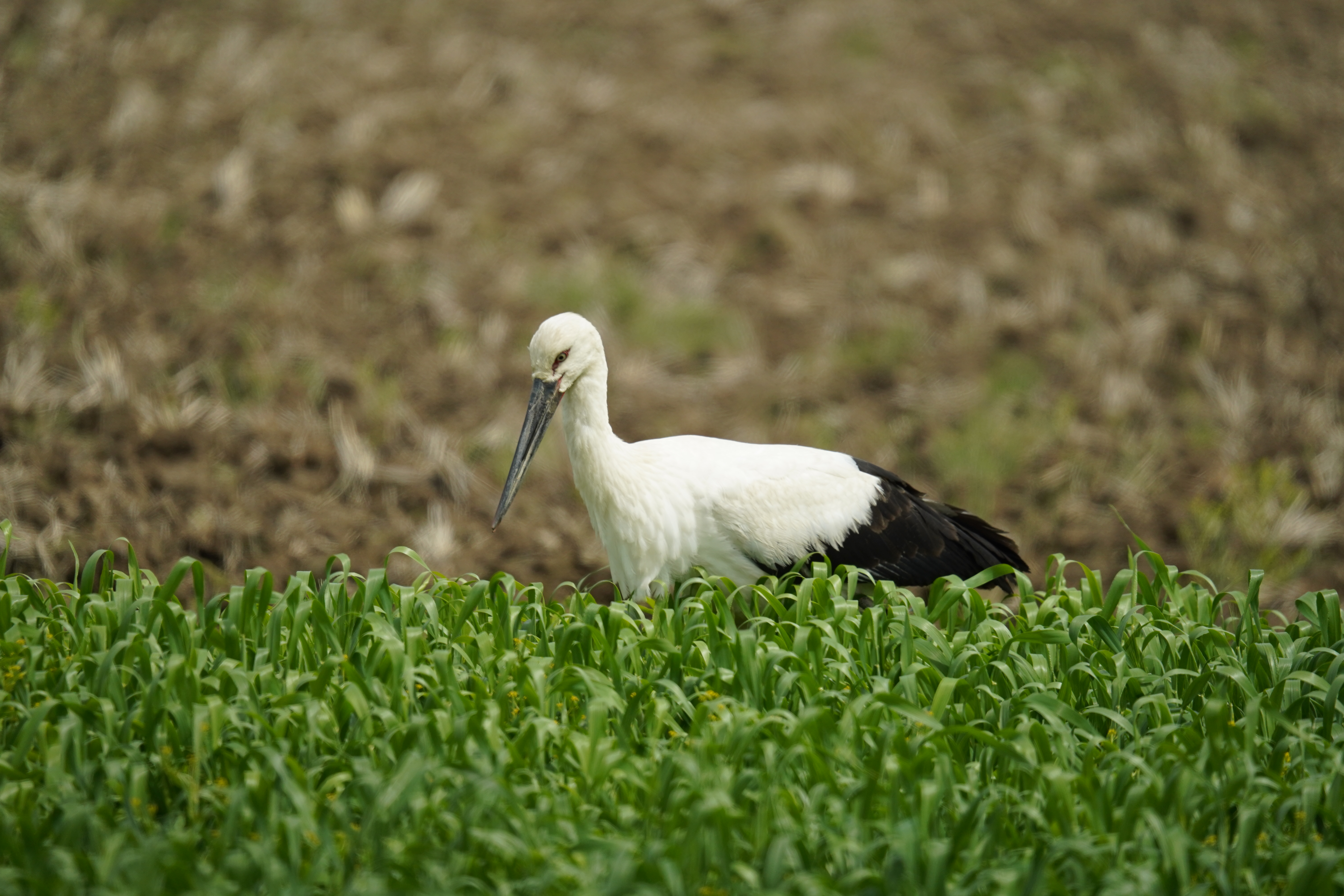 Description photo 2