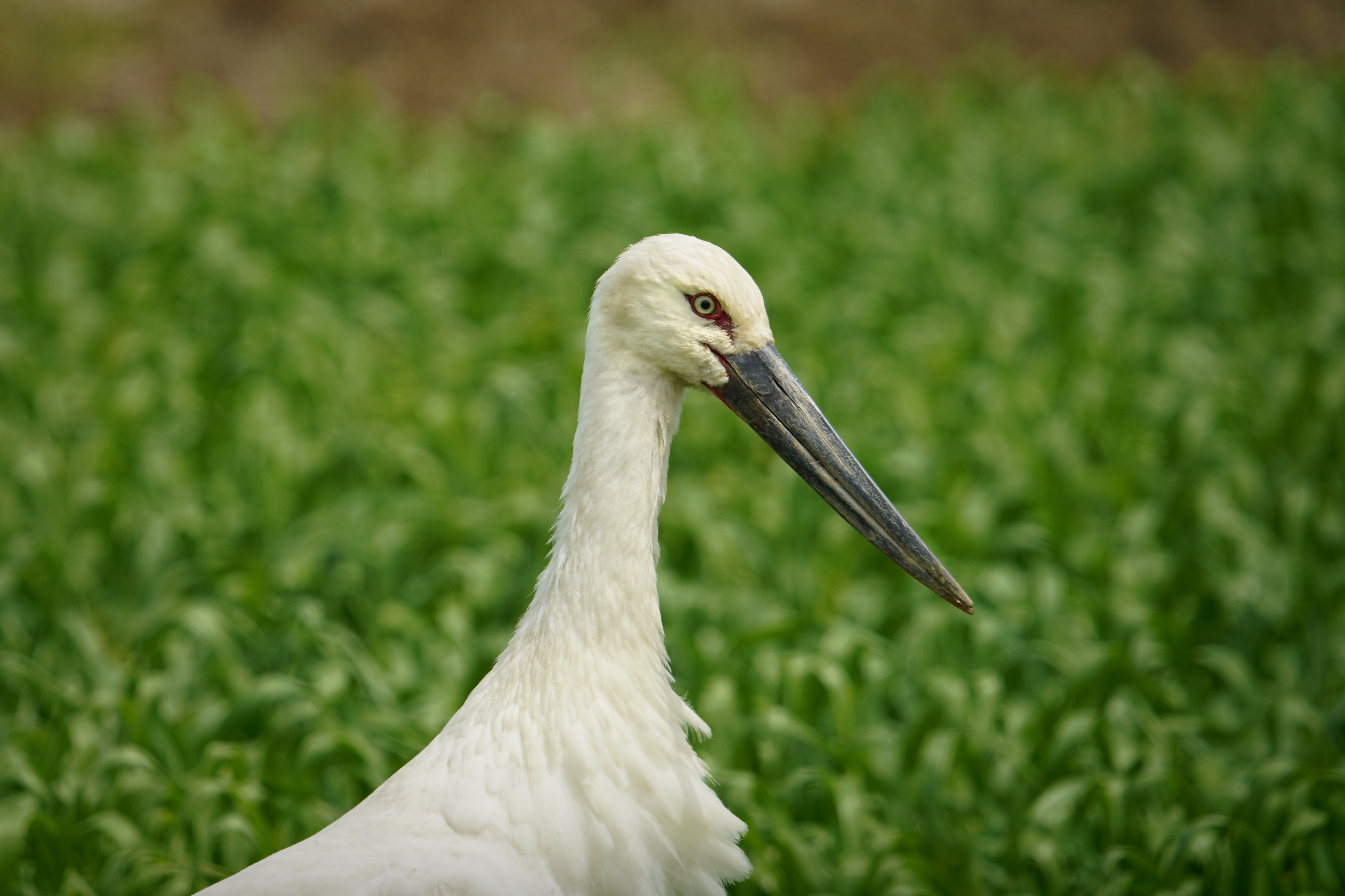 La Cigogne orientale : symbole de la restauration écologique à Toyooka