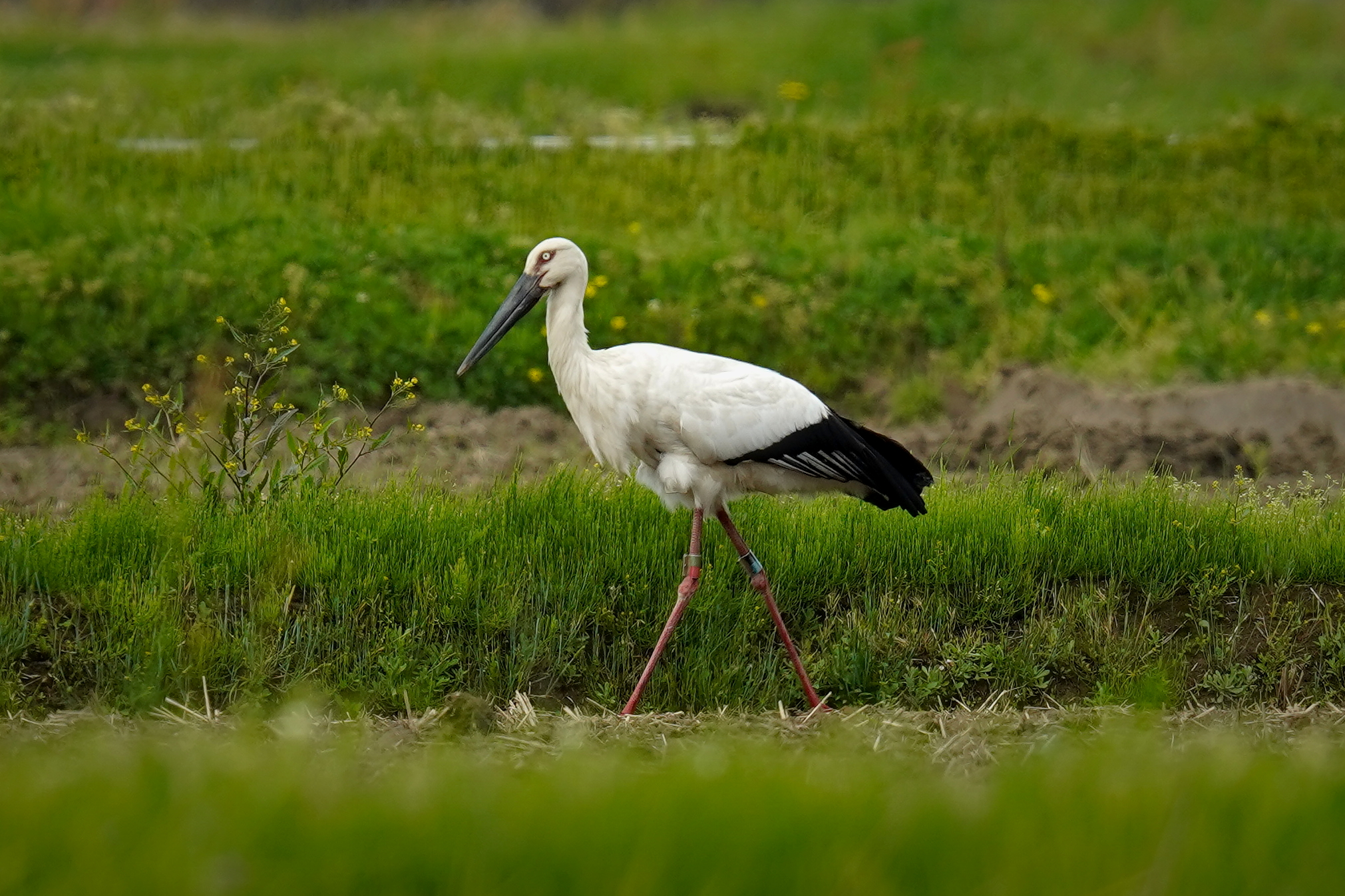 image cigogne