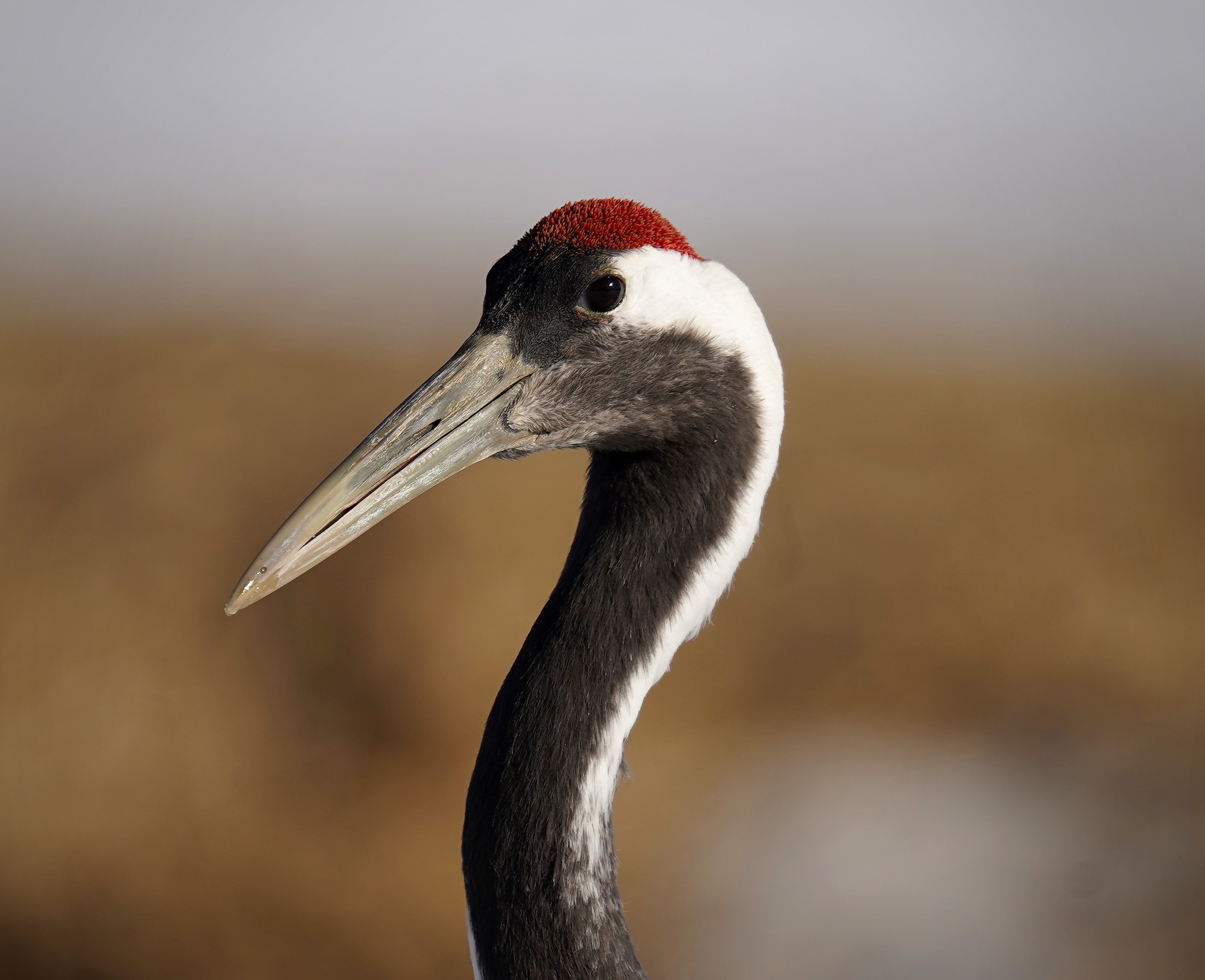 La Grue du Japon : l’histoire d’une espèce sauvée de l’extinction 