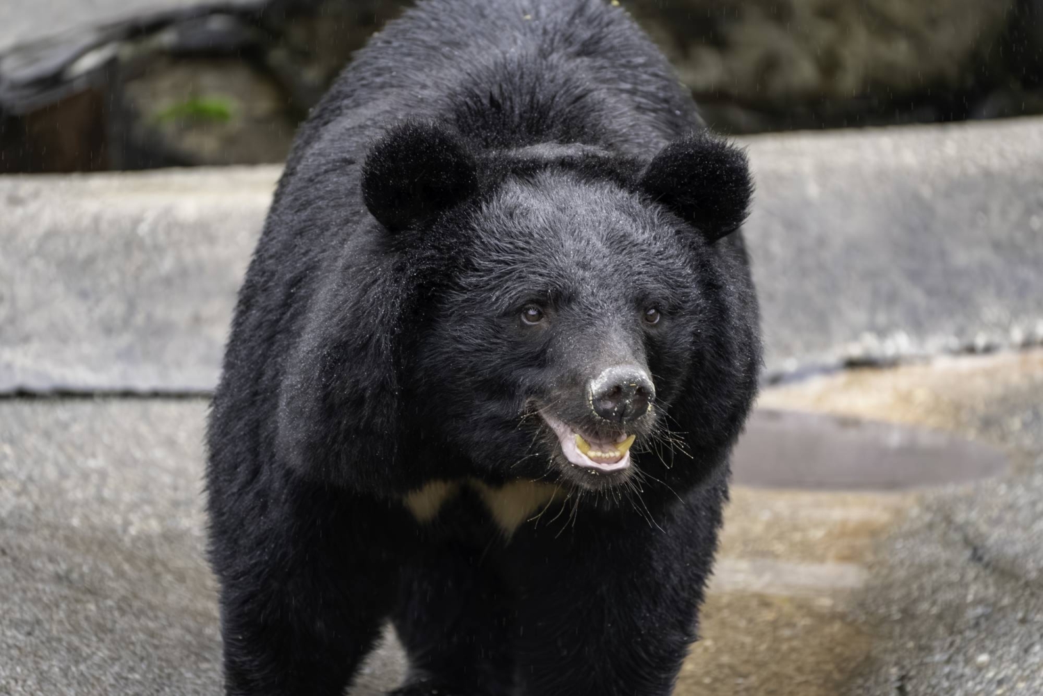 Photo d’Ours noir