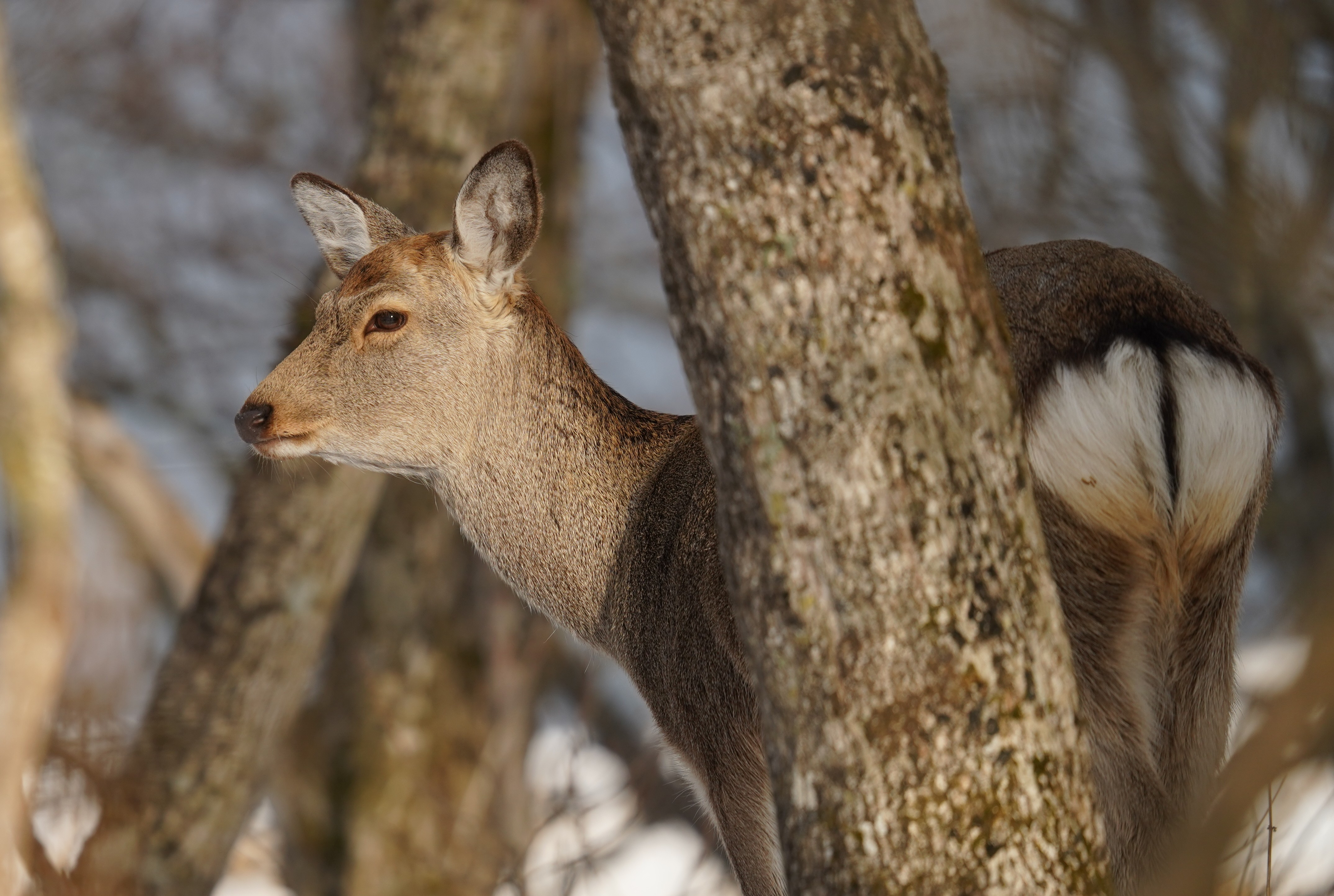 Photo de Cerf sika d’Hokkaido
