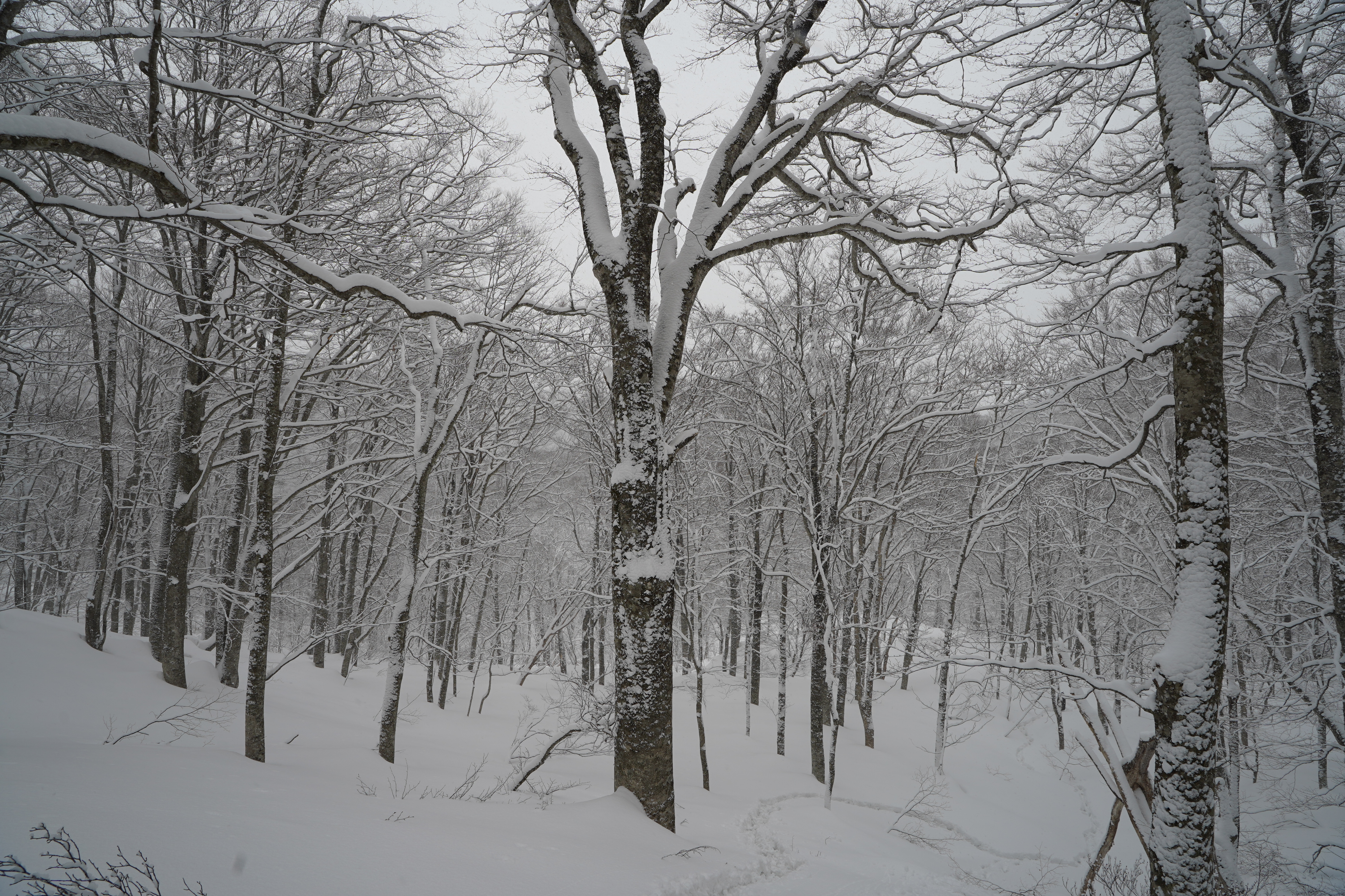 Photo de la forêt sous la neige
