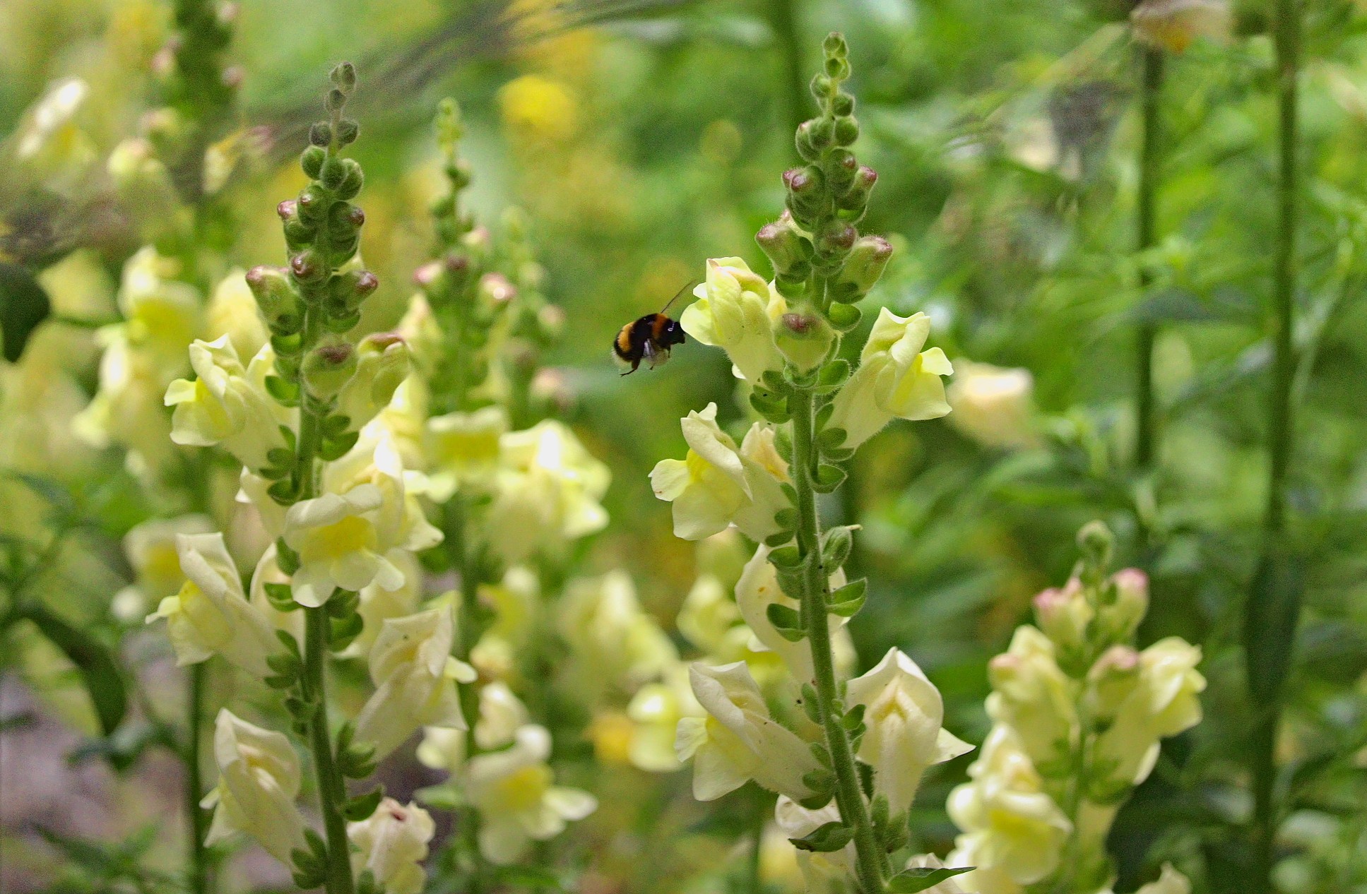 Photo de pollinisateur