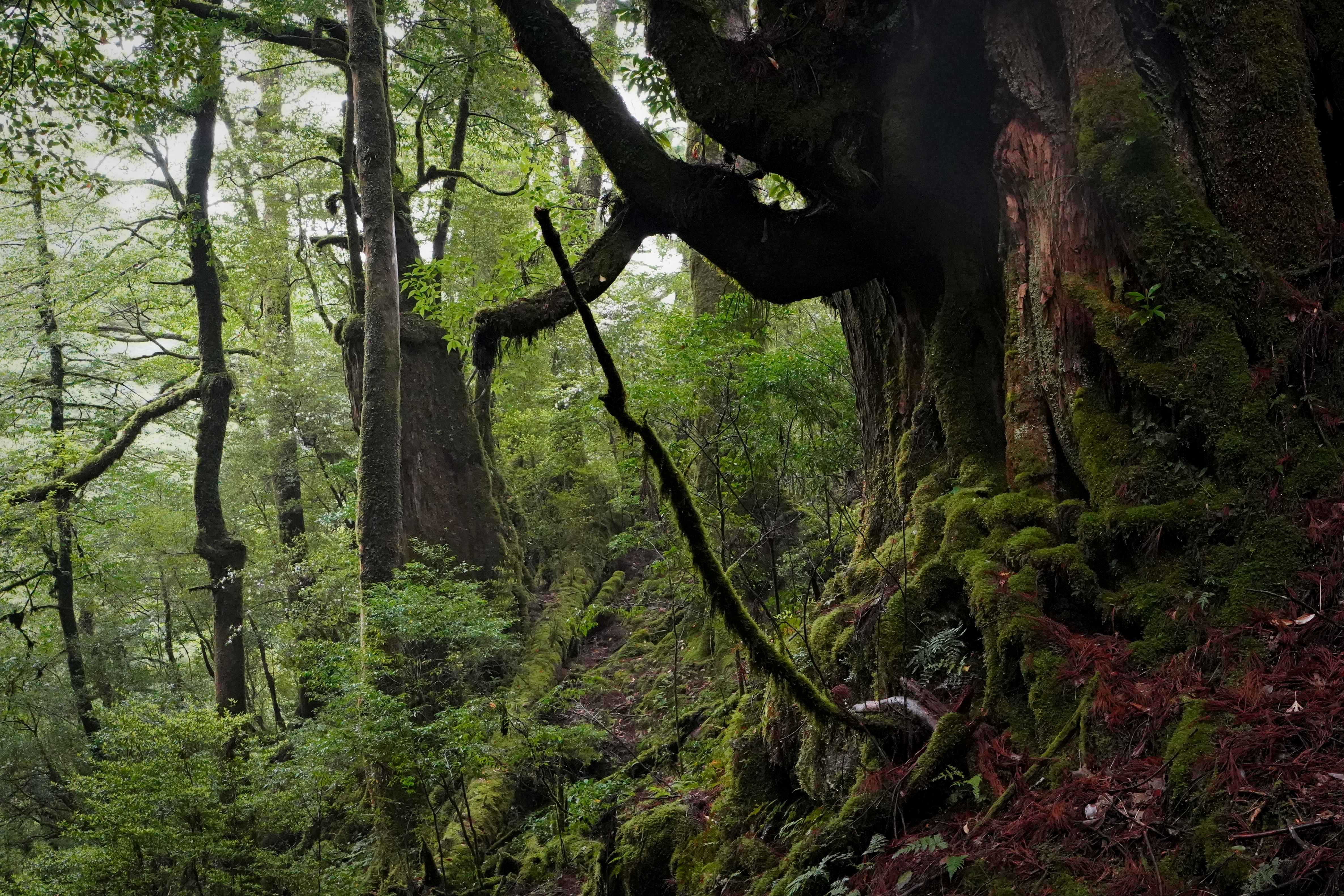 forêt de Yakushima