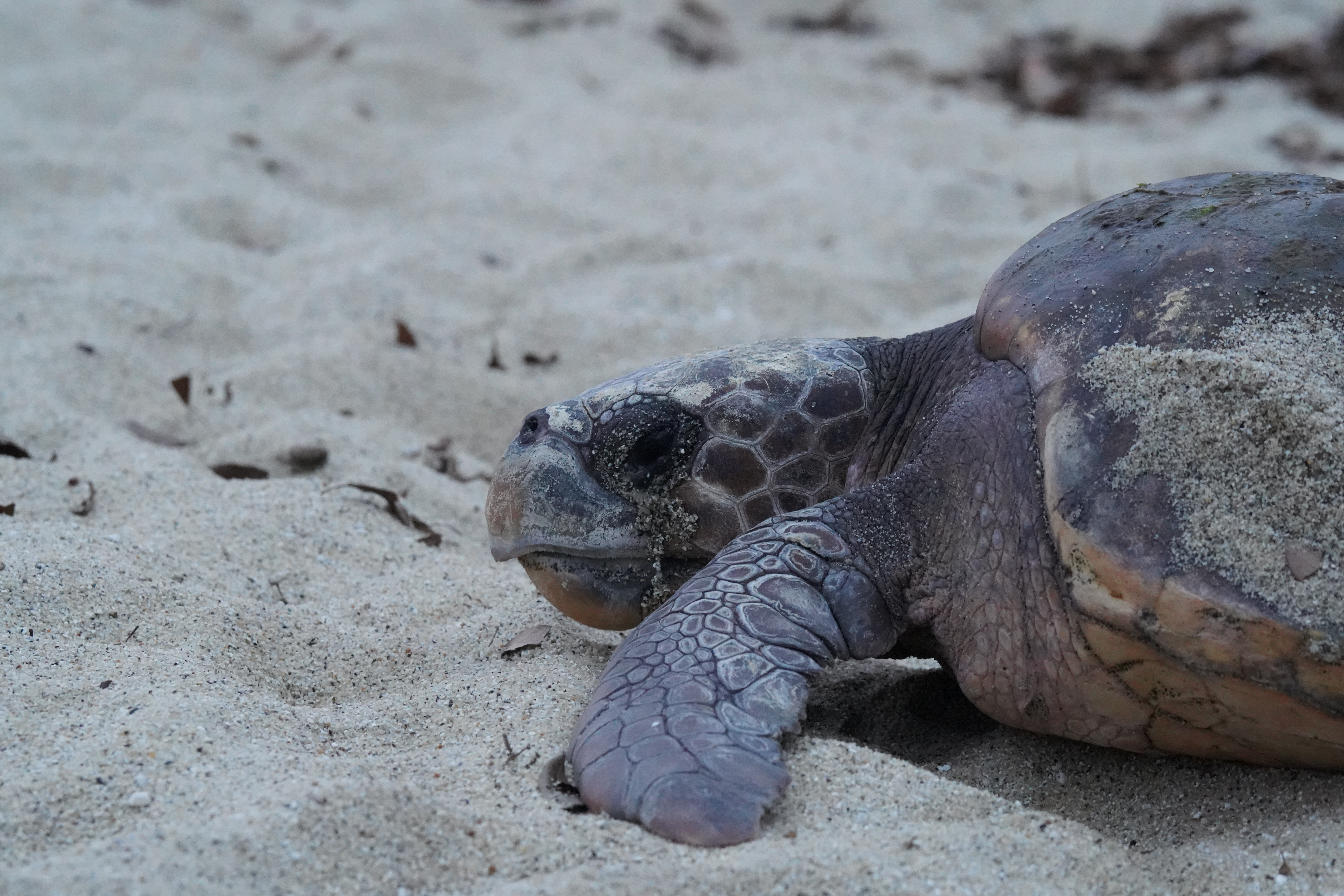 tortue caouanne