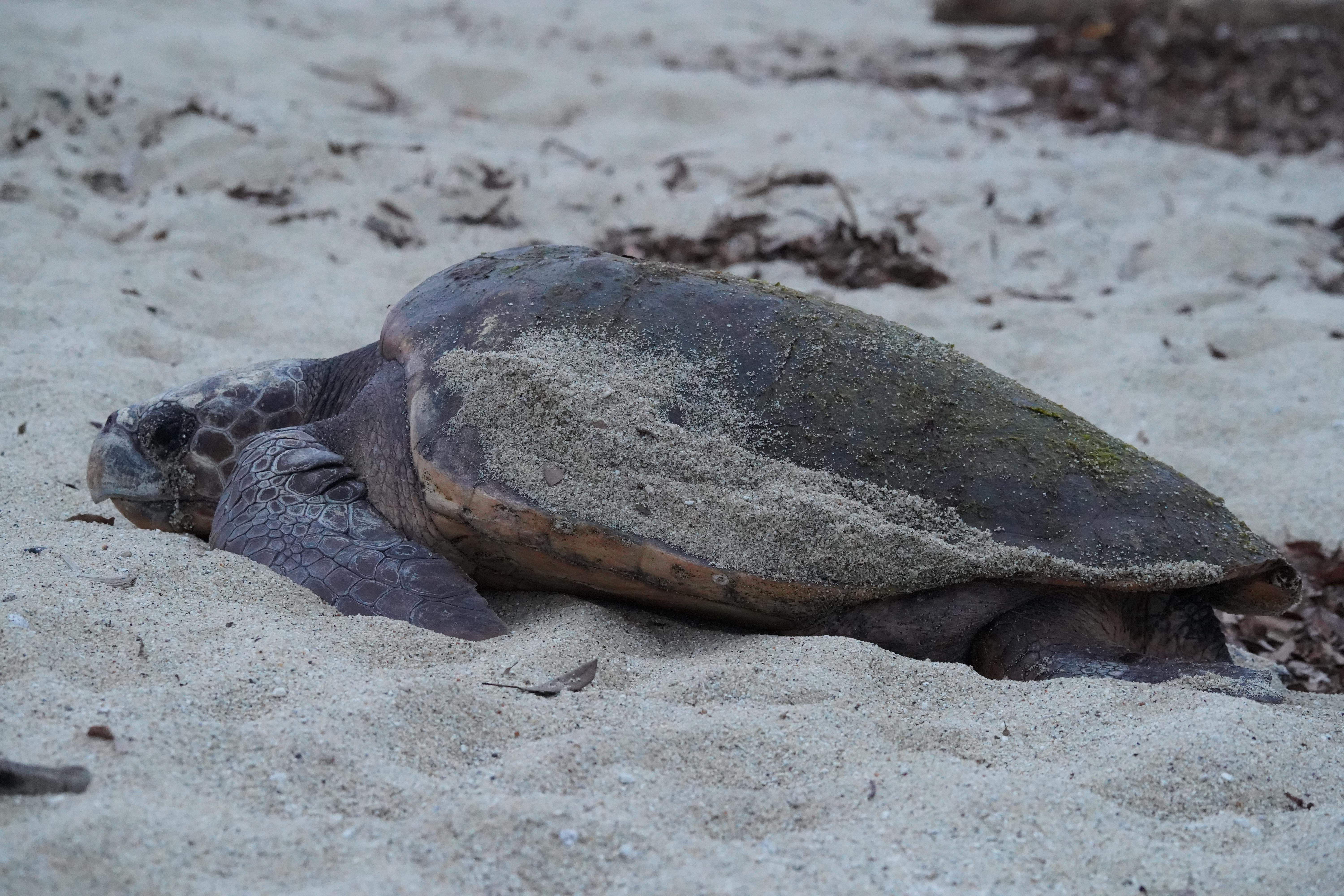tortue caouanne