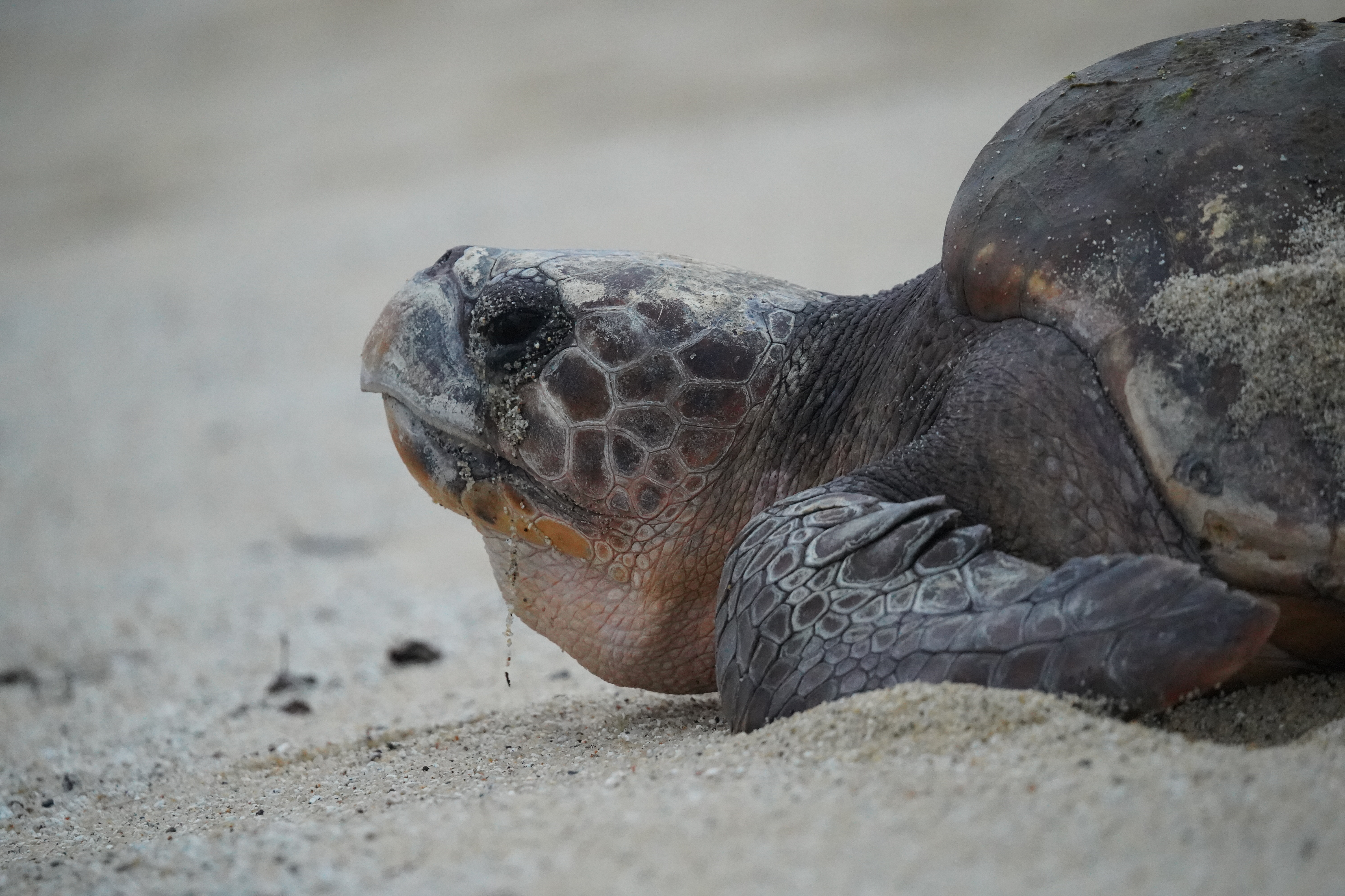 Yakushima : quand une île devient un refuge pour les Tortues caouannes