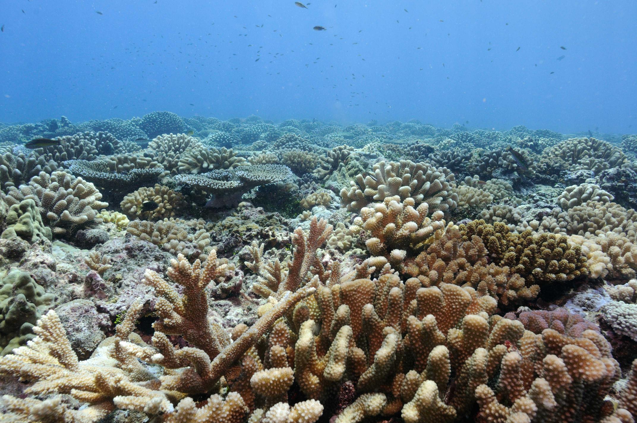 À la découverte des coraux 