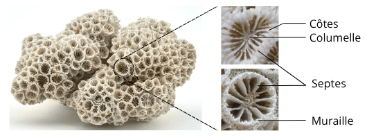 schema squelette calcaire