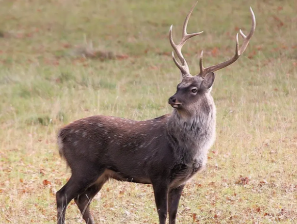The Sika deer