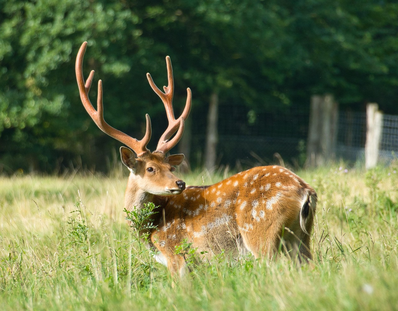 cerf_sika_1