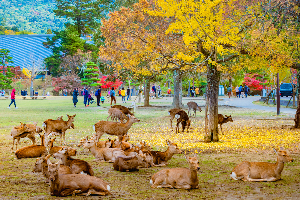 cerf_sika_nara