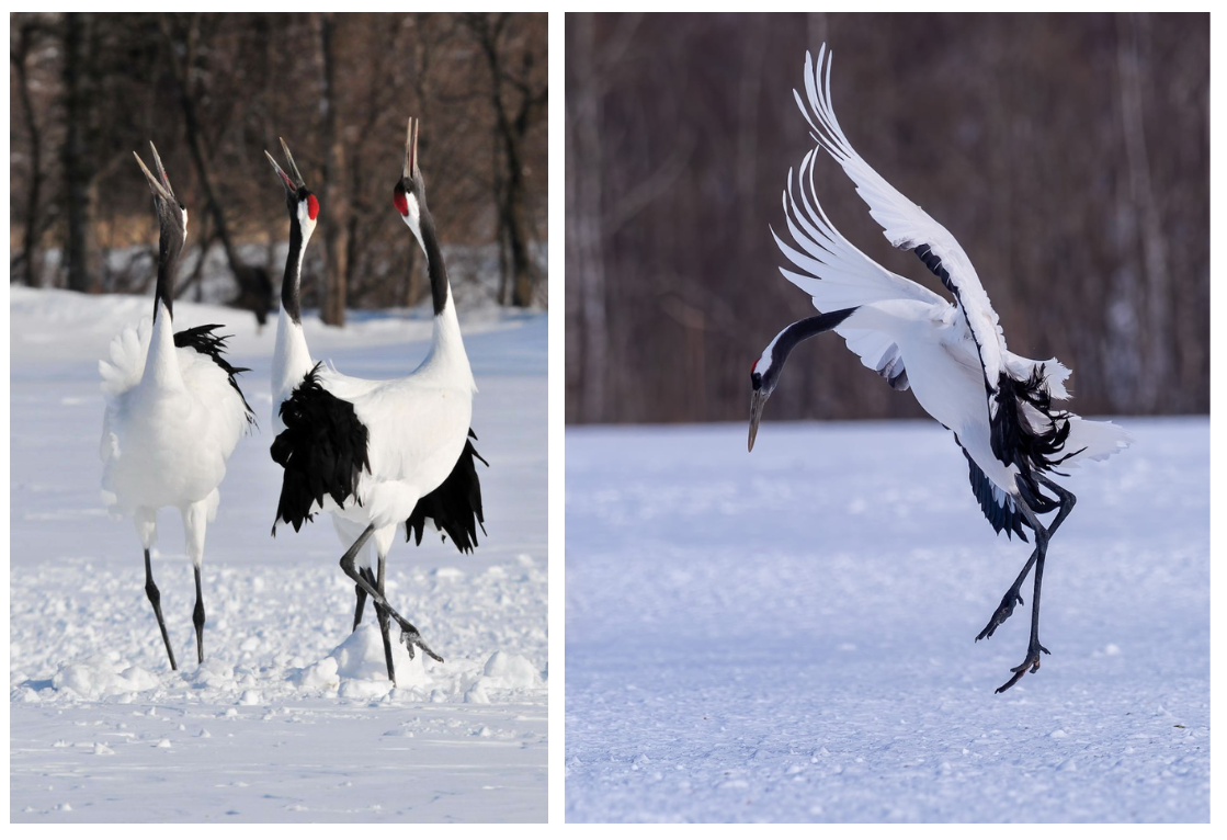 images grues 1