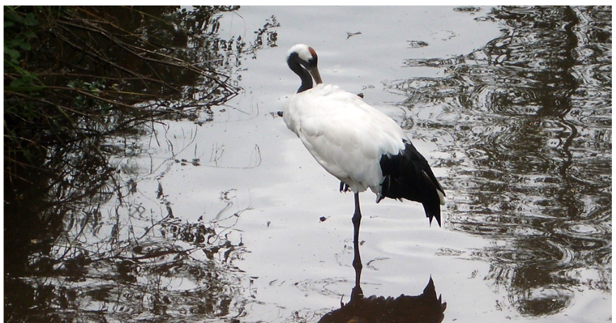 images grues 3