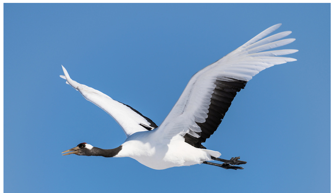 images grues 4