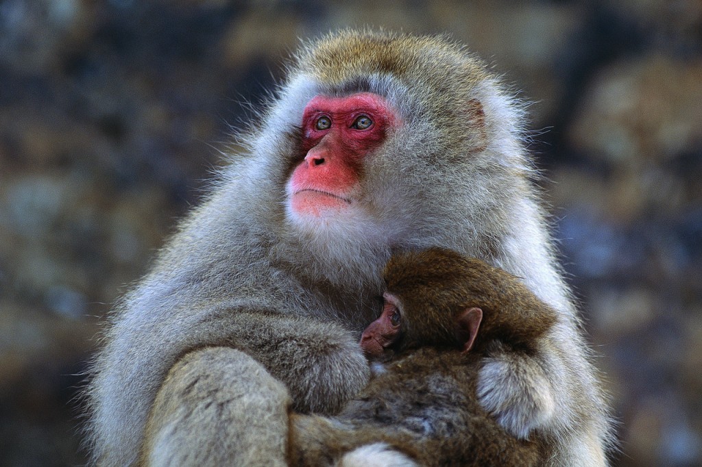 Le Macaque Japonais
