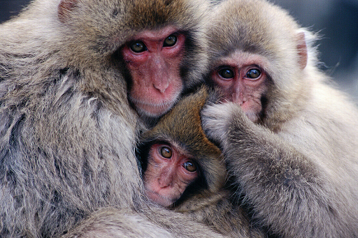 macaque_3