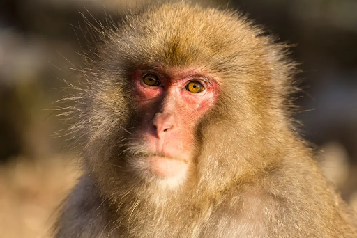 macaque_6
