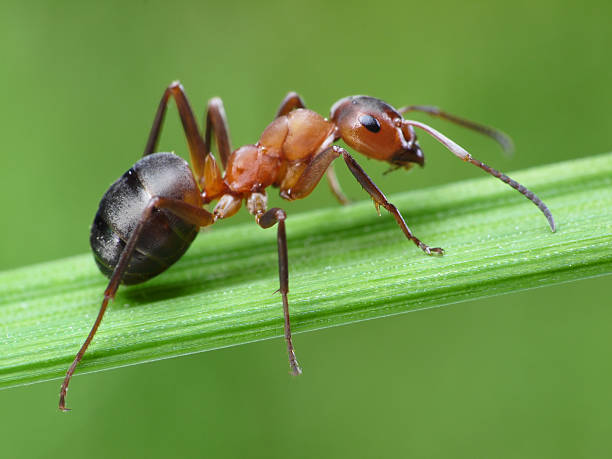 La place de la fourmi dans l'arbre du vivant 🐜