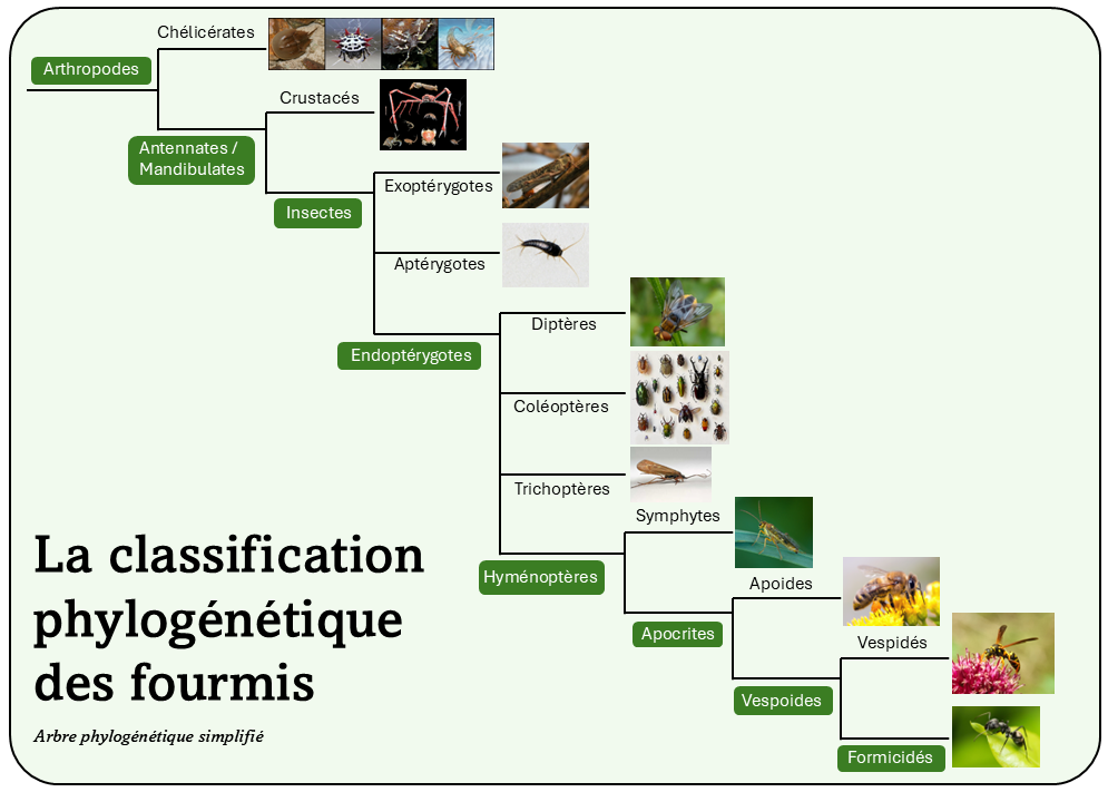 classification fourmis