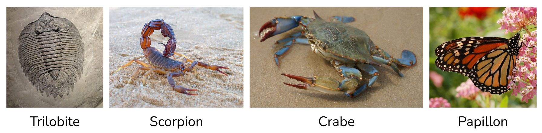 composition arthropode