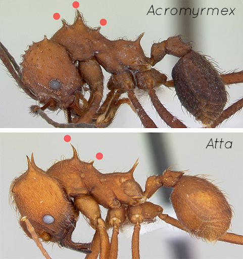 atta_acromyrmex