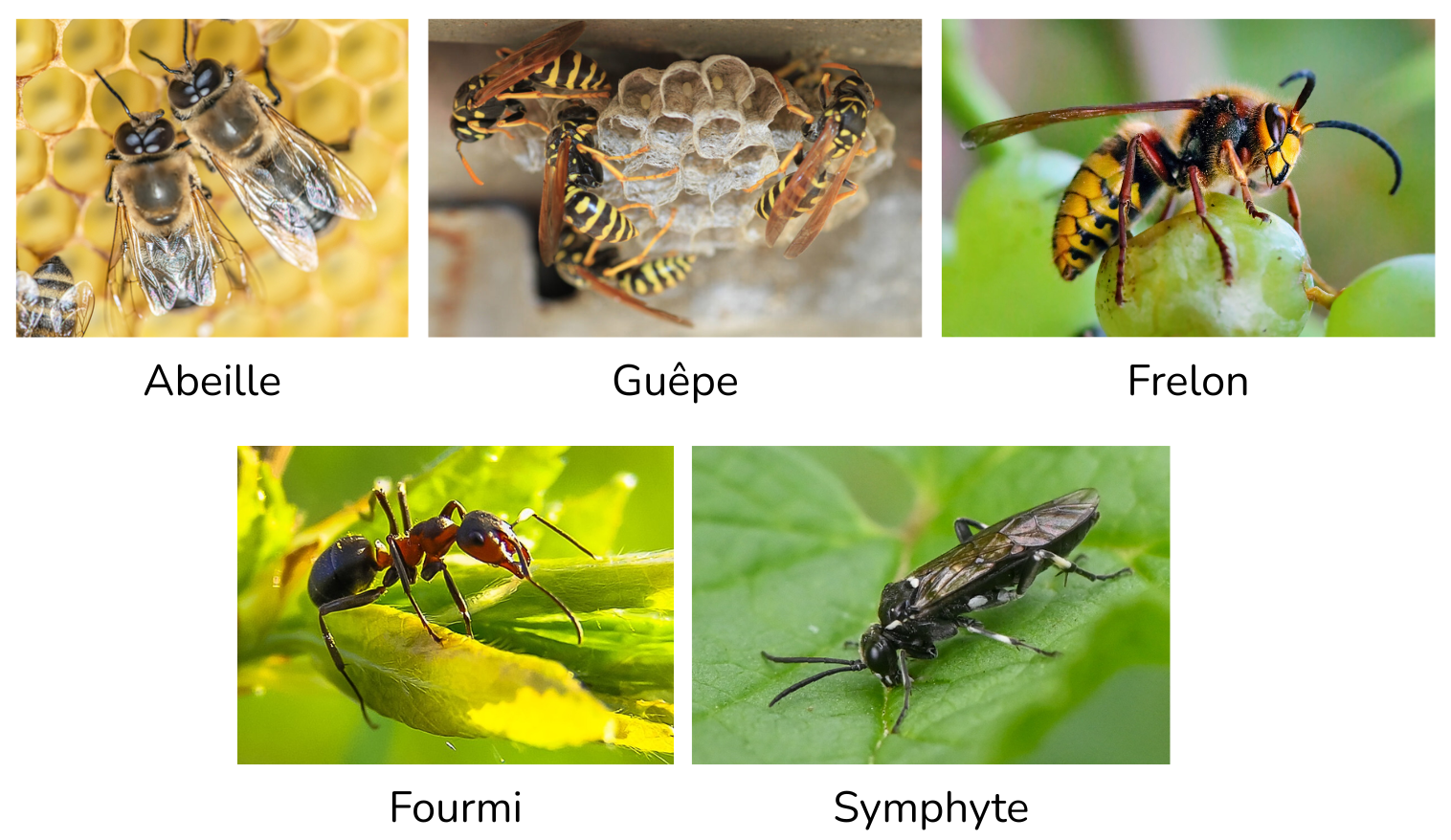 composition hymenoptère