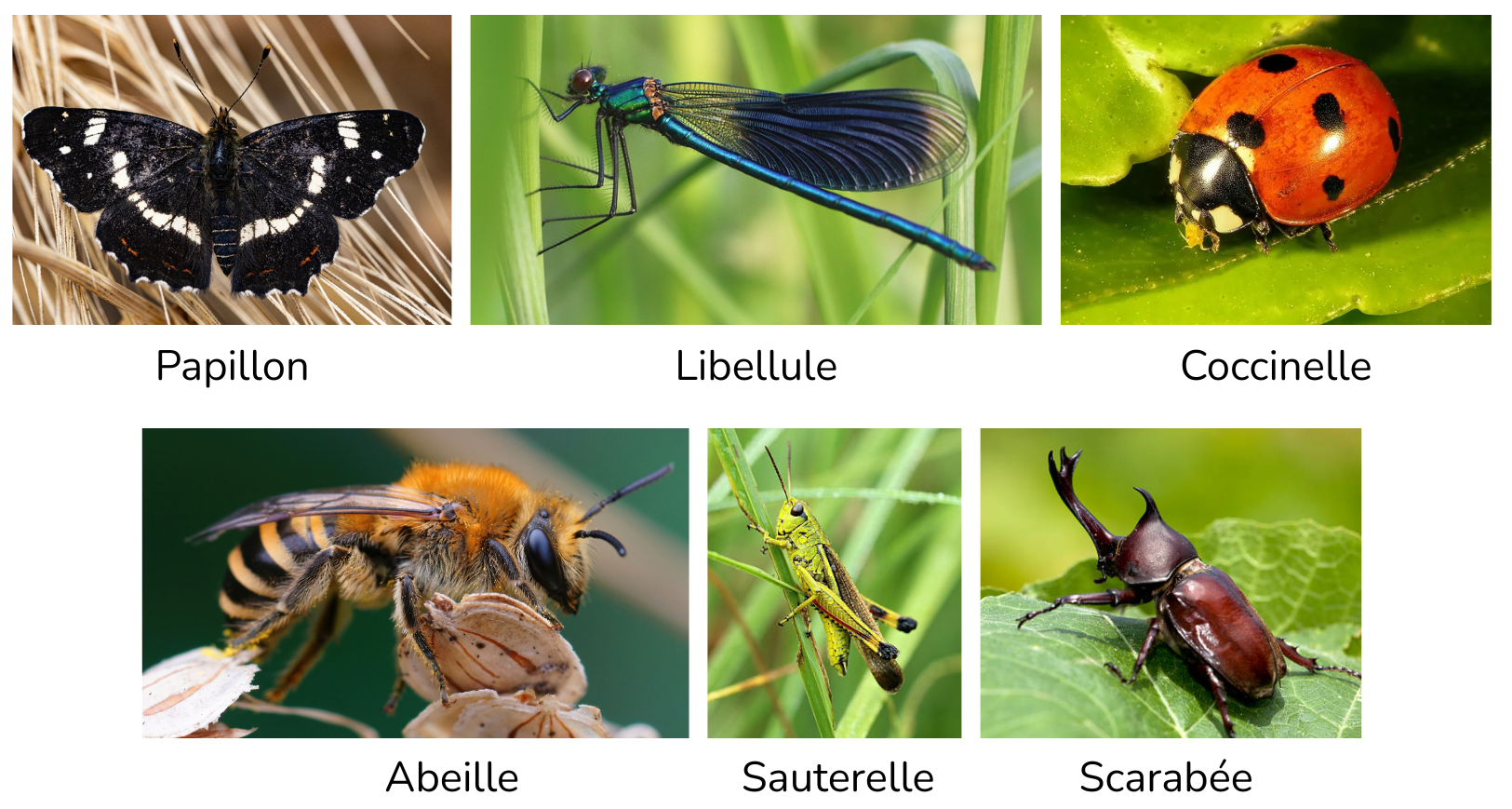 composition insecte