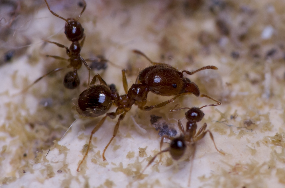 pheidole