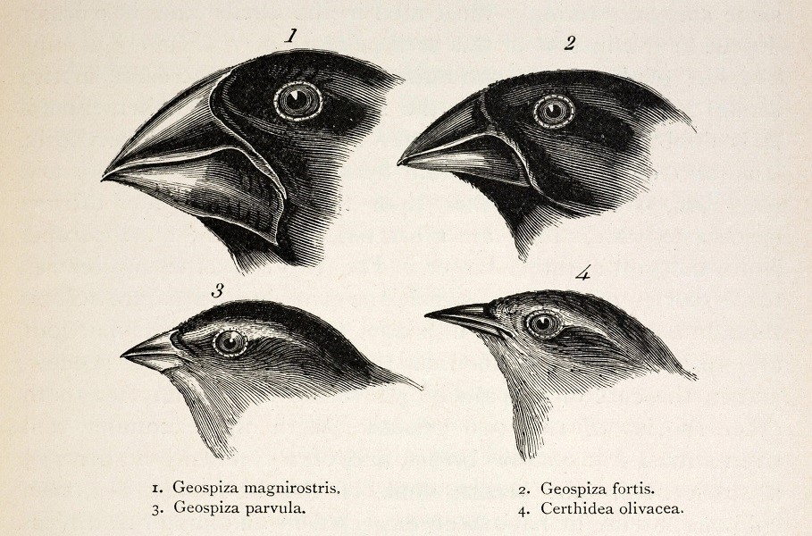 A bit of history to define biodiversity