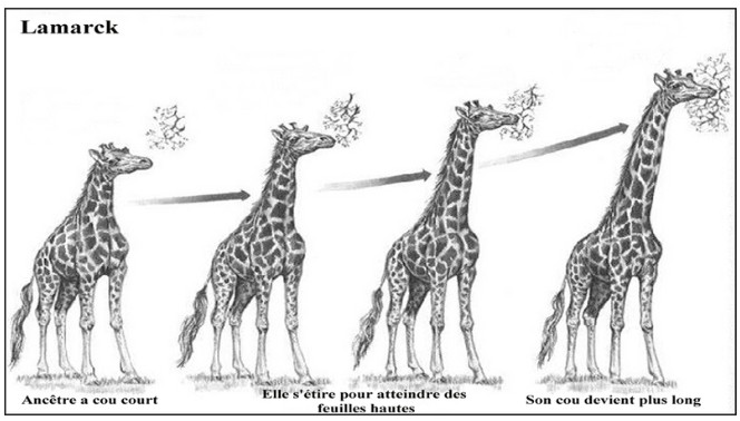 lamarck_theorie