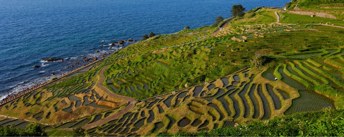 Les Satoumis : Quand l’humain et la mer cohabitent en harmonie